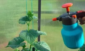 Опрыскивание и полив