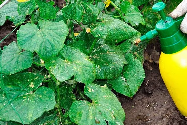 Опрыскивание и полив