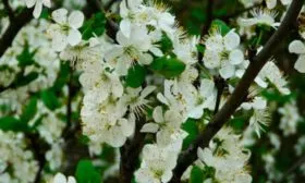 Опылители сливы