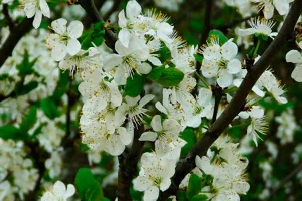 Опылители сливы