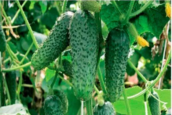 Особенности выращивания