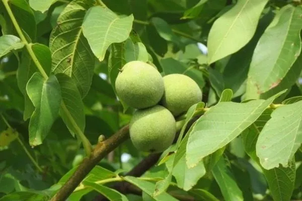 дерево сорта Садко