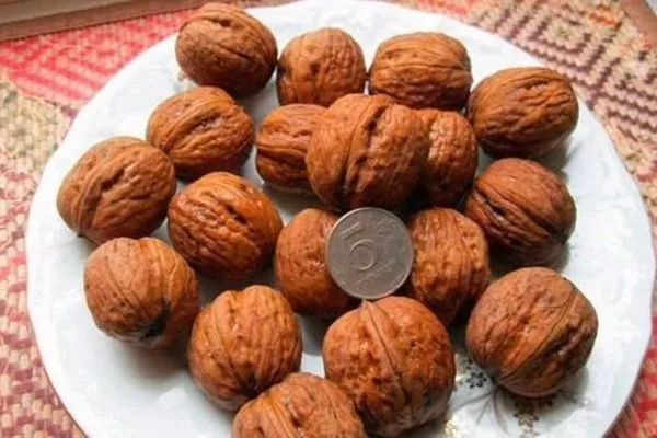 плоды Садко