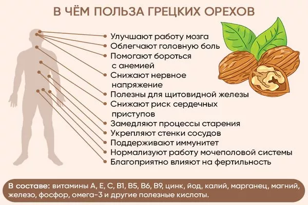 польза орехов Садко