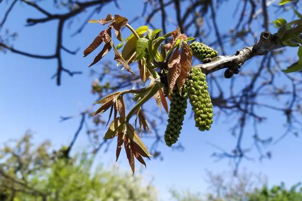 цветение ореха Садко