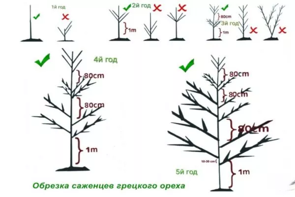 обрезка ореха Садко