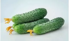 Внешние показатели растения и зеленцов