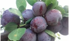 Кто и когда вывел сорт