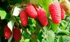 Когда созревает, урожайность