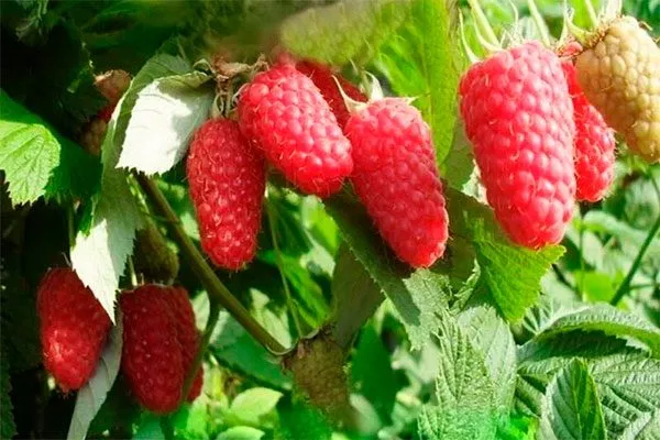 Когда созревает, урожайность