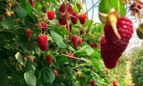 История выведения сорта