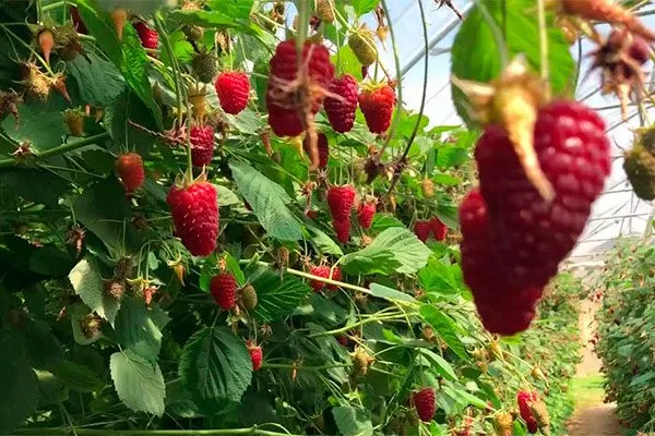 История выведения сорта