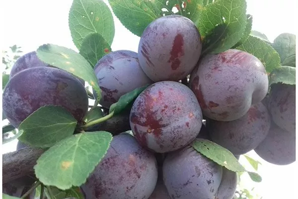 Кто и когда вывел сорт