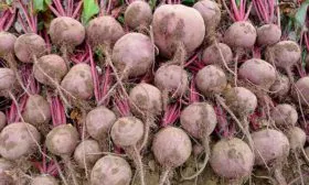 Урожай свеклы одноростковой