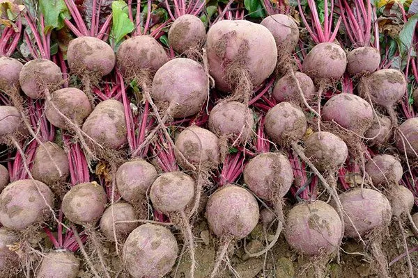Урожай свеклы одноростковой