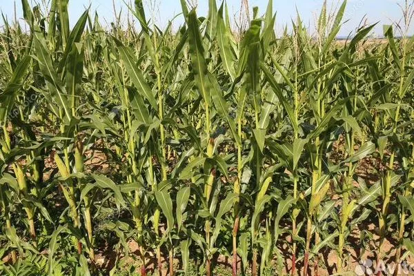 особенности кукурузы РОСС 199 МВ