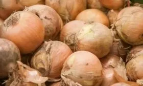 особенности лука Русский размер