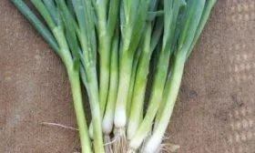 особенности лука Русский зимний