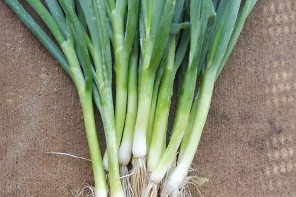 особенности лука Русский зимний