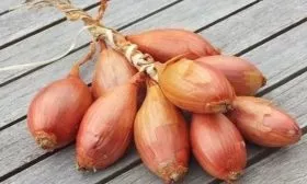 особенности лука сорта Монастырский