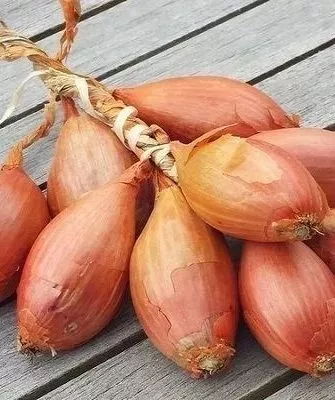 особенности лука сорта Монастырский