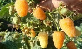 особенности малины Анна