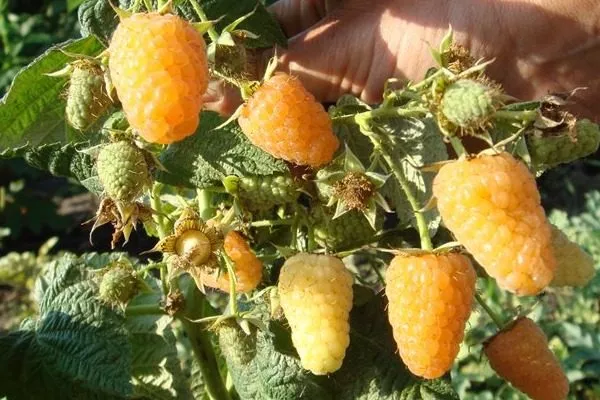 особенности малины Анна