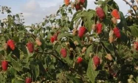 особенности малины Брянской