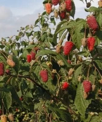 особенности малины Брянской