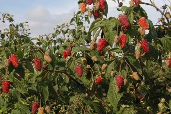 особенности малины Брянской