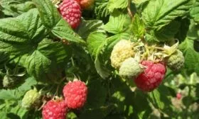 особенности малины Феномен