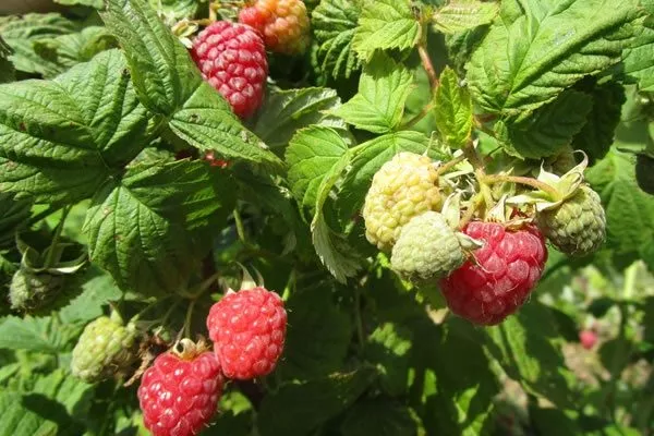 особенности малины Феномен