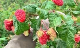 особенности малины Конёк-Горбунок