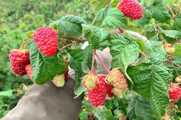 особенности малины Конёк-Горбунок