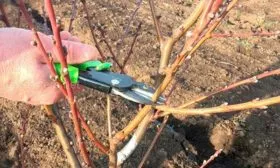 Особенности обрезки