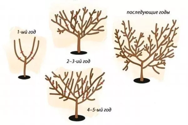 особенности обрезки персика сорта Солнечный