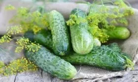 особенности огурцов Конни