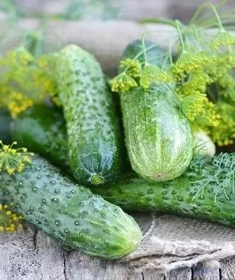 особенности огурцов Конни