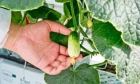 особенности огурцов Квирк