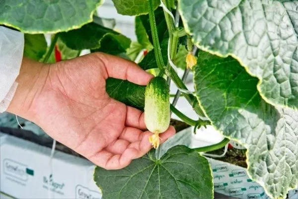 особенности огурцов Квирк