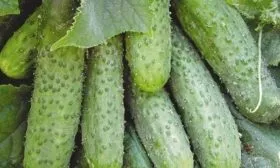 особенности огурцов Шоша
