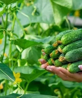 особенности огурцов сорта Гинга