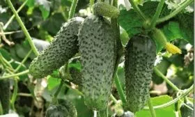 особенности огурцов Зятёк