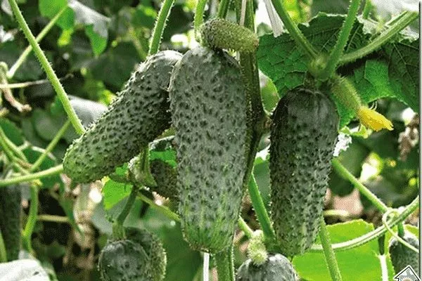 особенности огурцов Зятёк