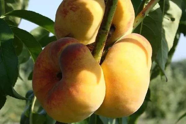 особенности персика Бельмондо