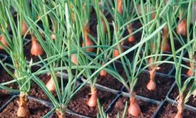 Особенности посадки Лука квочка