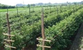 особенности посадки ежемалины Логанберри