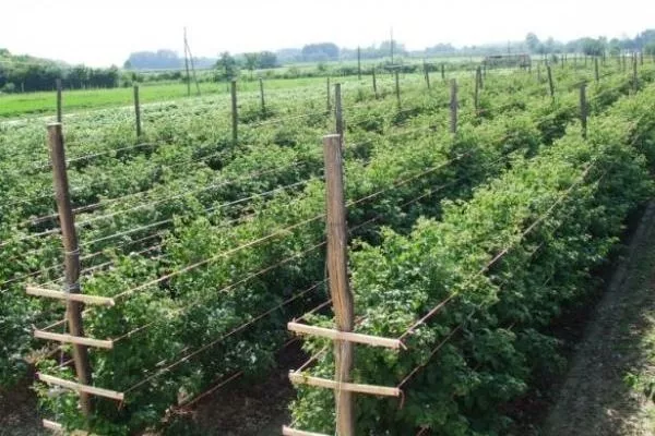 особенности посадки ежемалины Логанберри