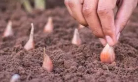 особенности посадки лука Альфа