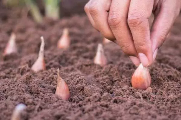 особенности посадки лука Альфа